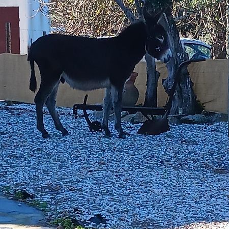 Willa Casa Janeiro Alentejo Portalegre Zewnętrze zdjęcie