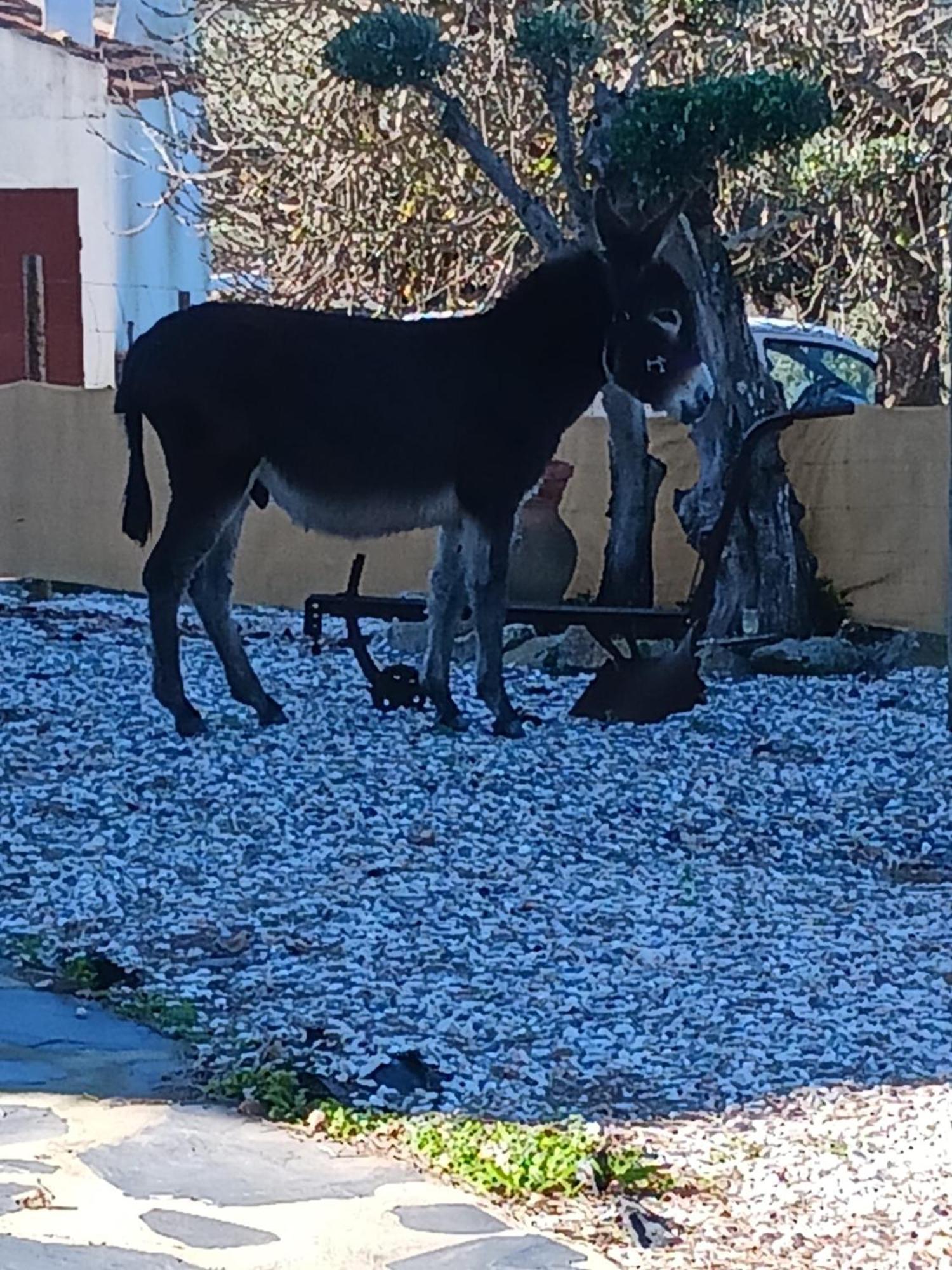Willa Casa Janeiro Alentejo Portalegre Zewnętrze zdjęcie